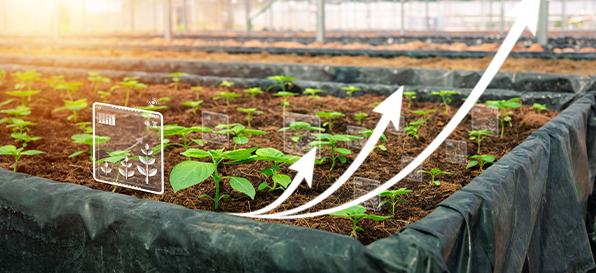 تطوير محاصيل